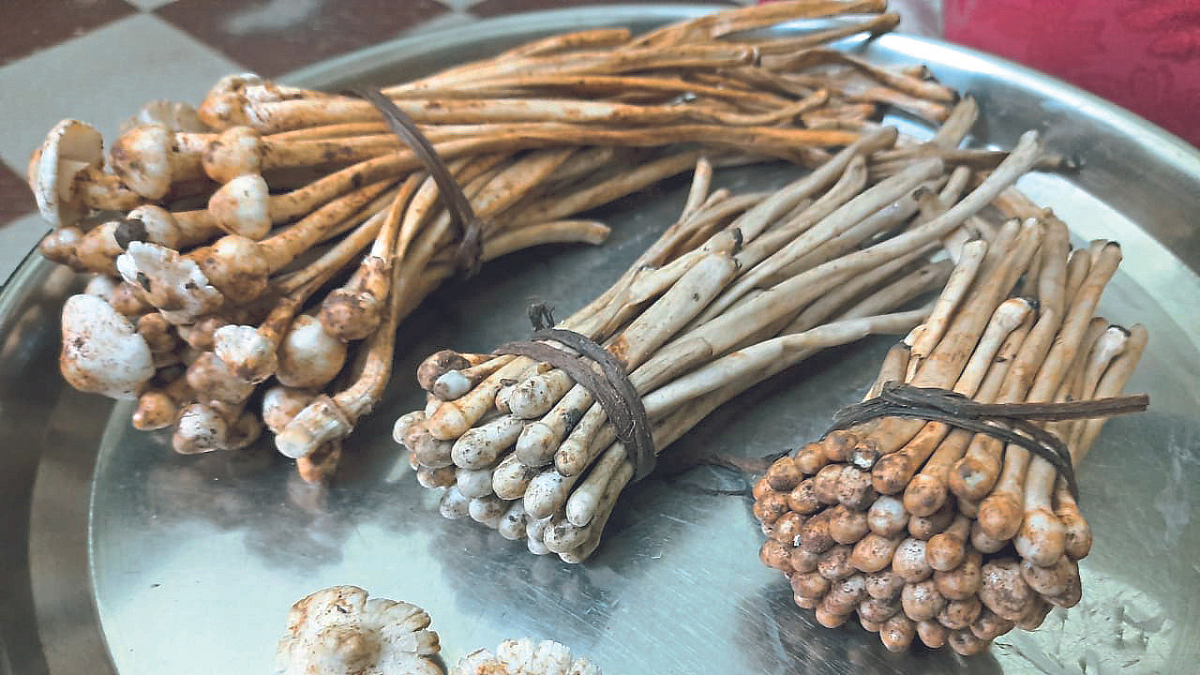Wild Vegetable