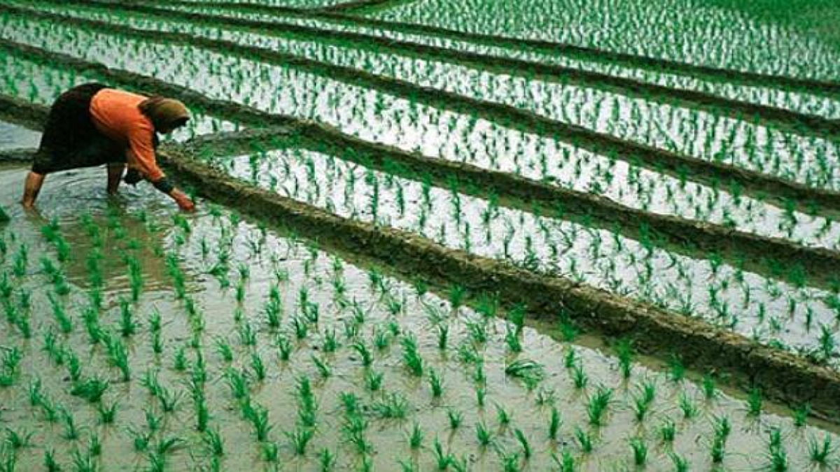 Kharif Crop Advisory