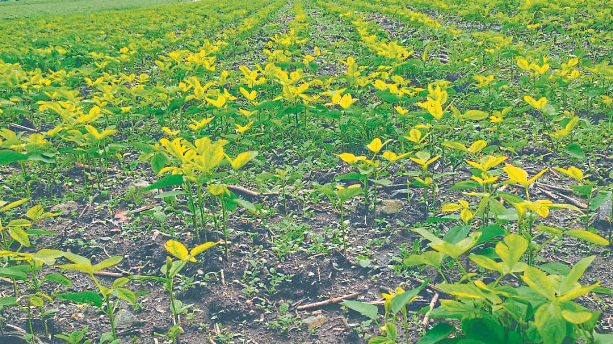 Crop Damage