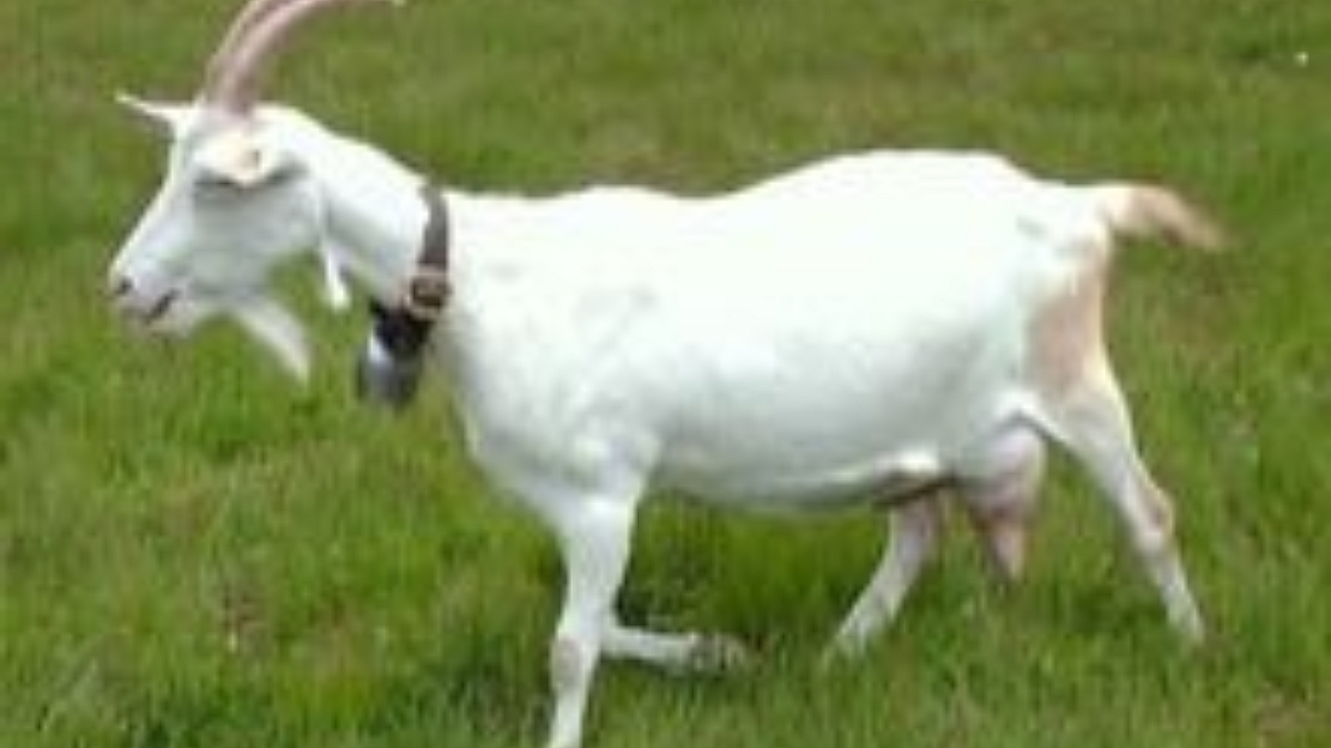 Sanen Goat