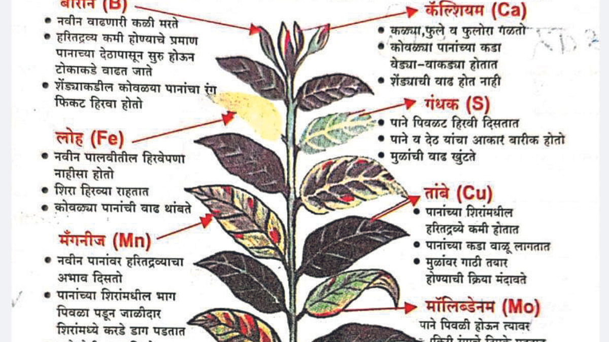 Crop Protection
