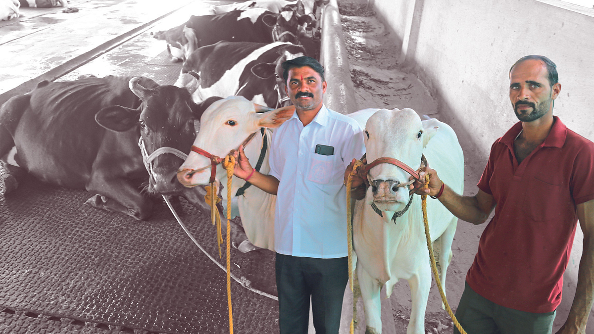 Dairy