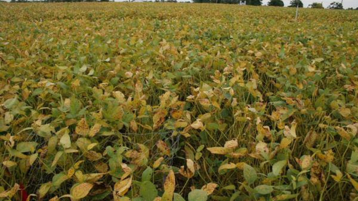 Soybean