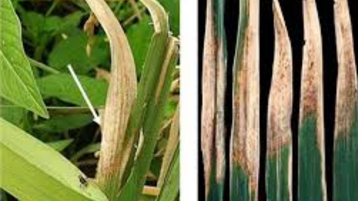 Paddy Pest And Disease Management