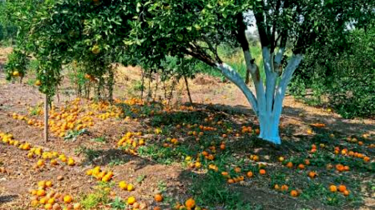 Sweet Orange