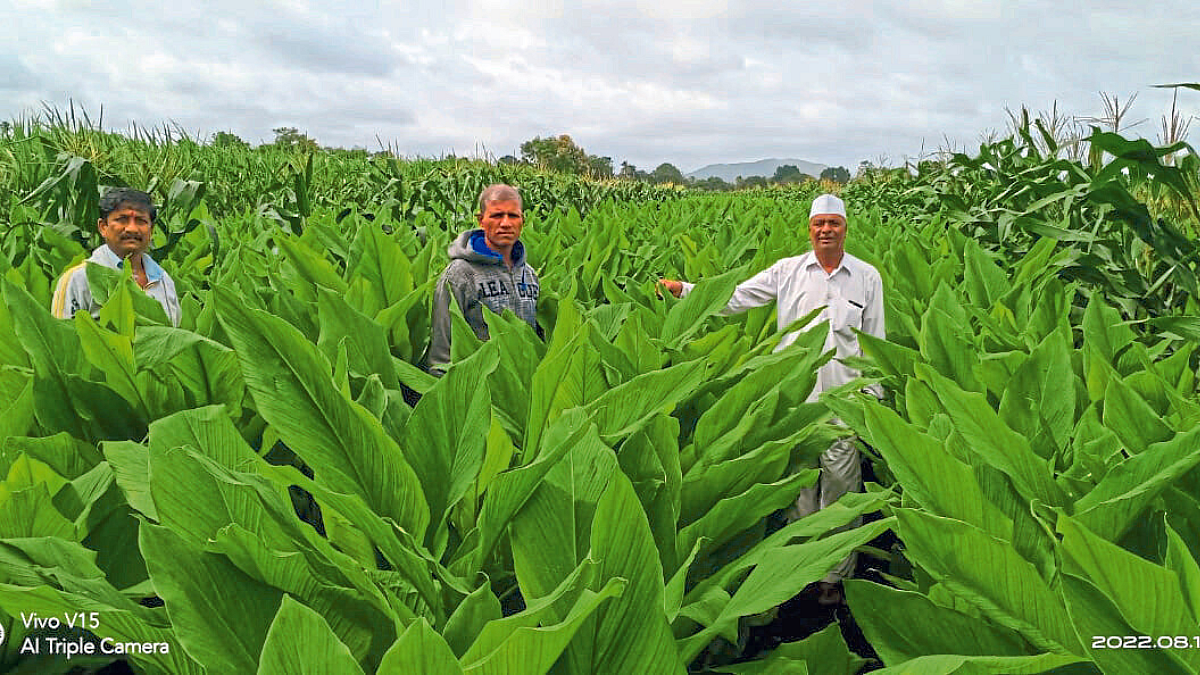Turmeric
