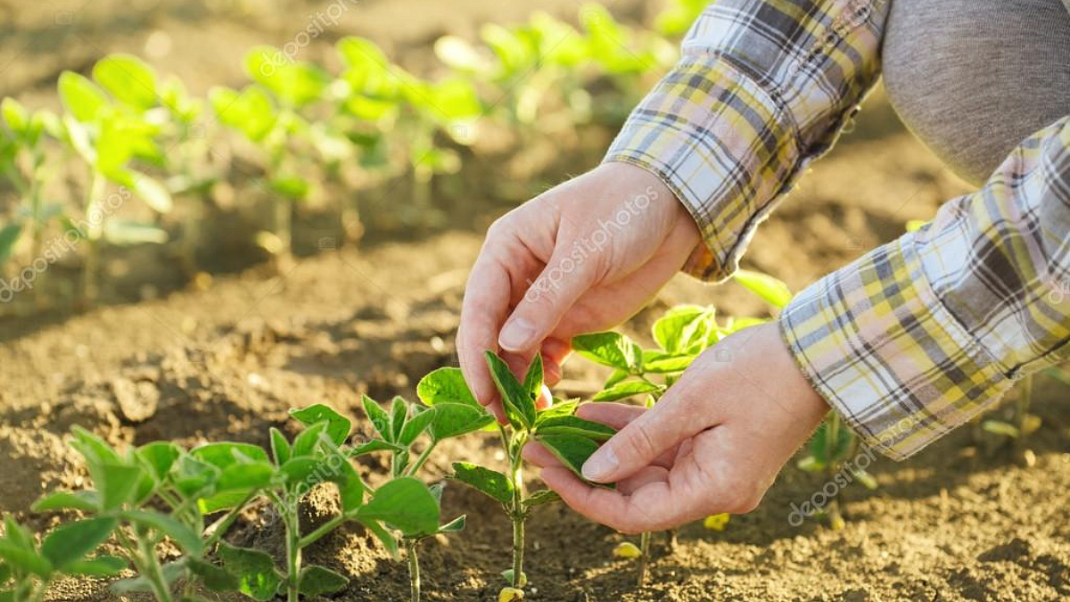 Crop Protection