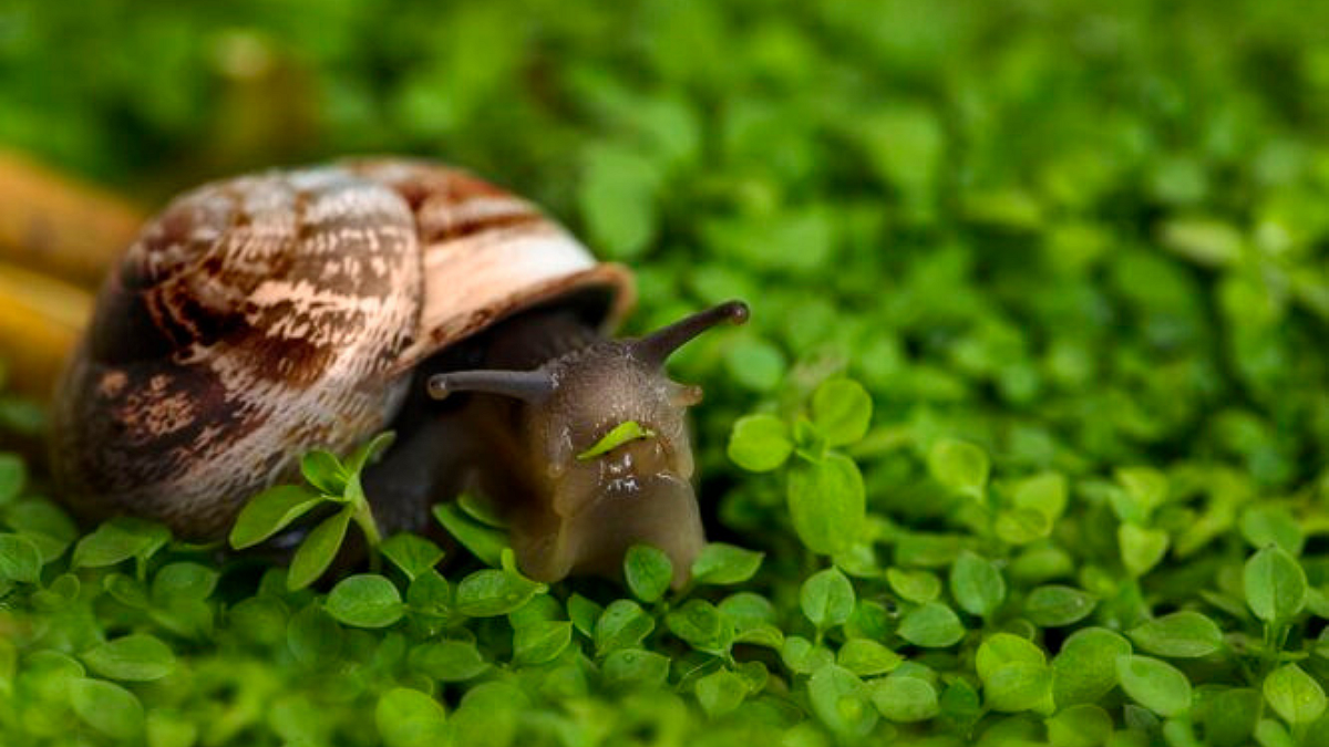 snails