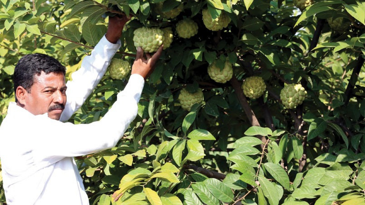 Custard Apple