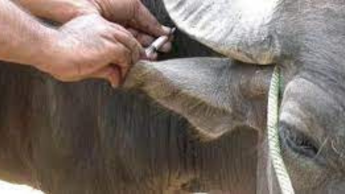 Animal Care