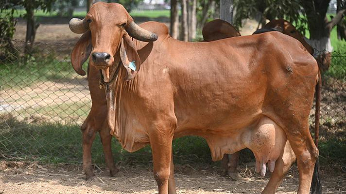 Gir Cow