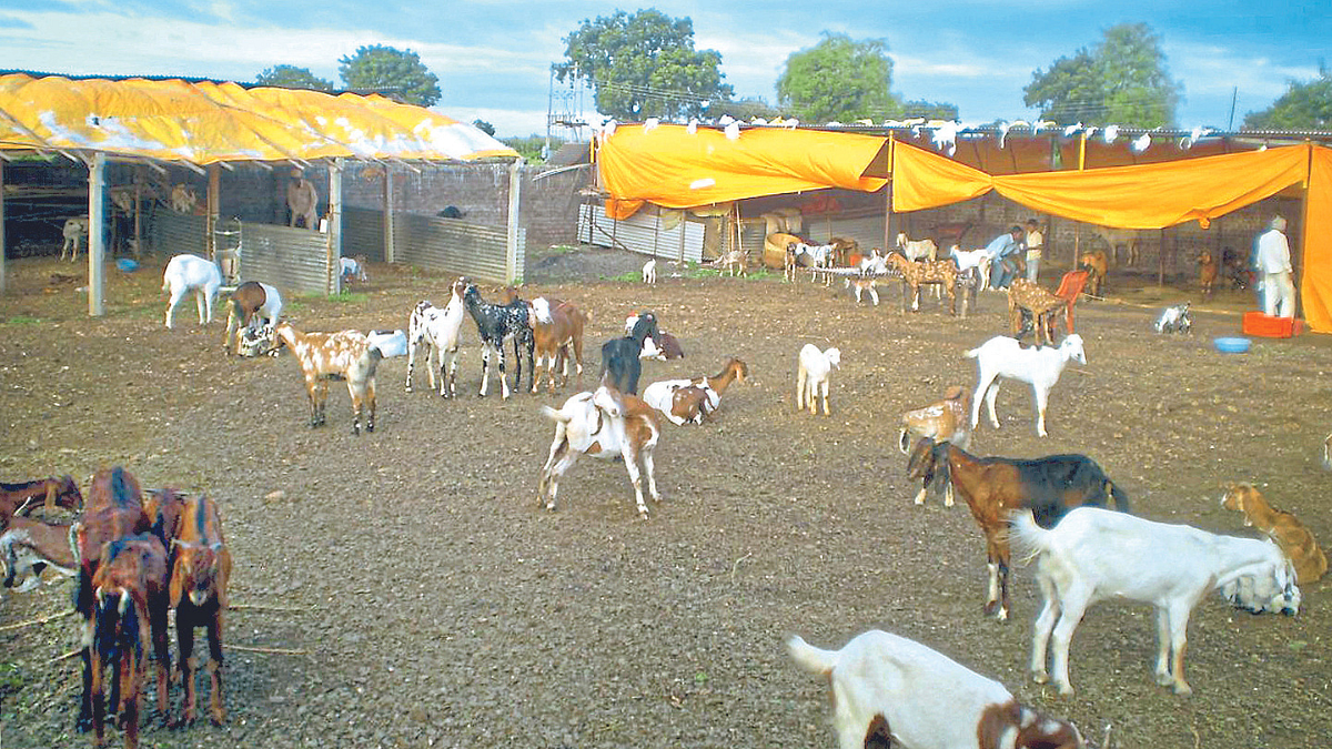 Animal Care