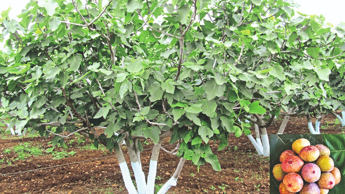 Fig Cultivation