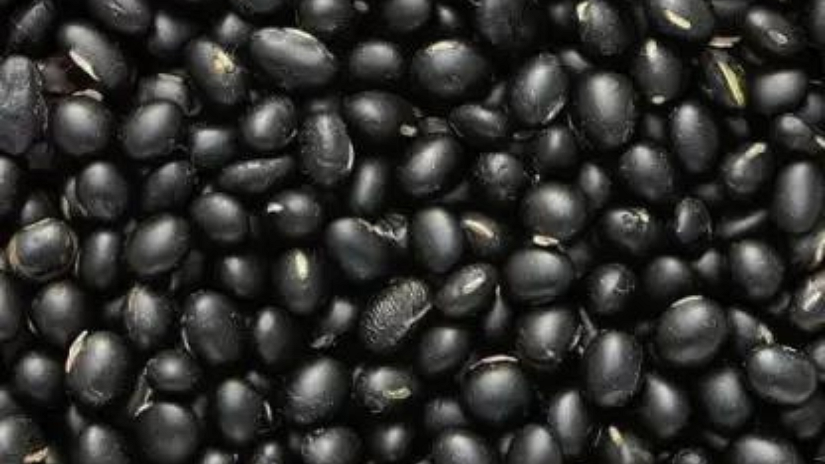 Black Gram