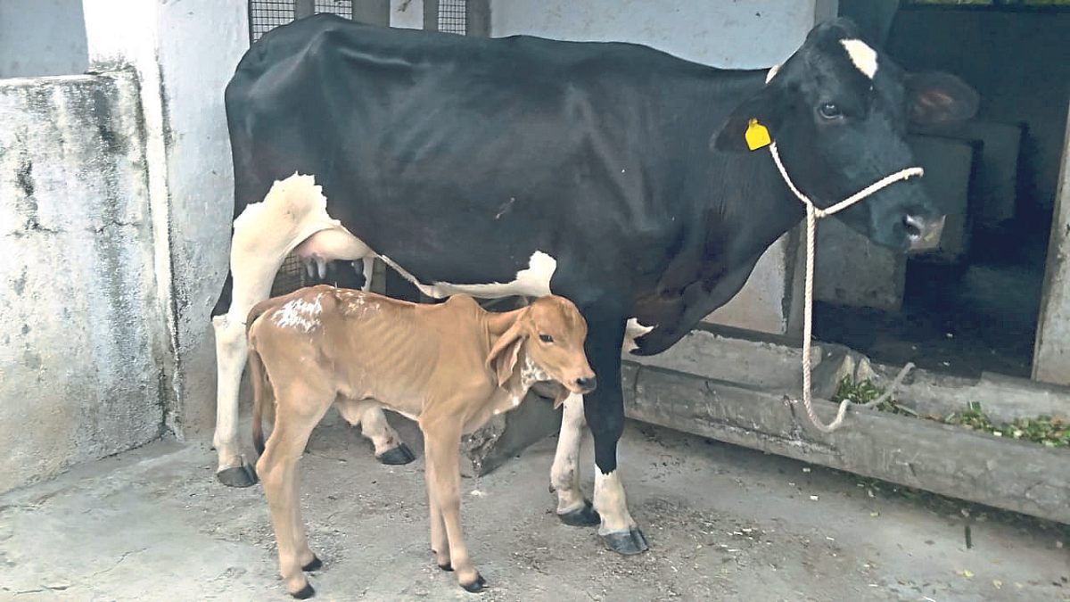 Animal Care : भ्रूण प्रत्यारोपण तंत्रातून गीर कालवडीचा जन्म