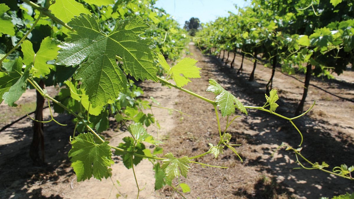 Grapes