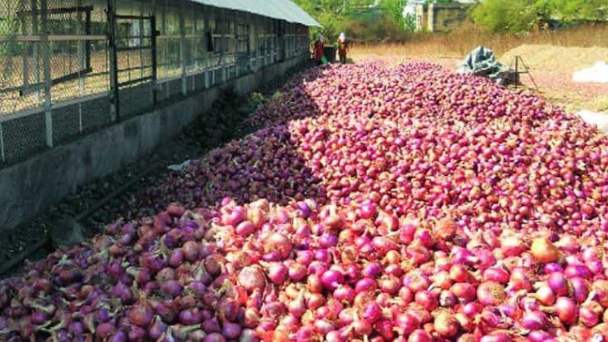 Onion Stock