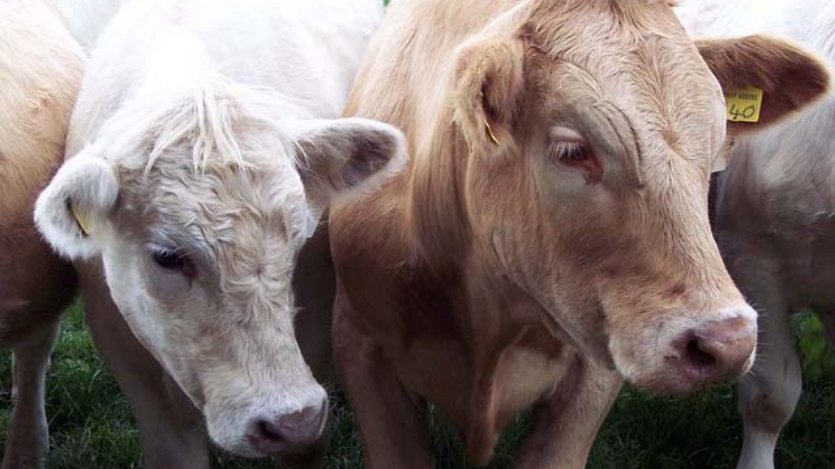 Animal tiva Disease