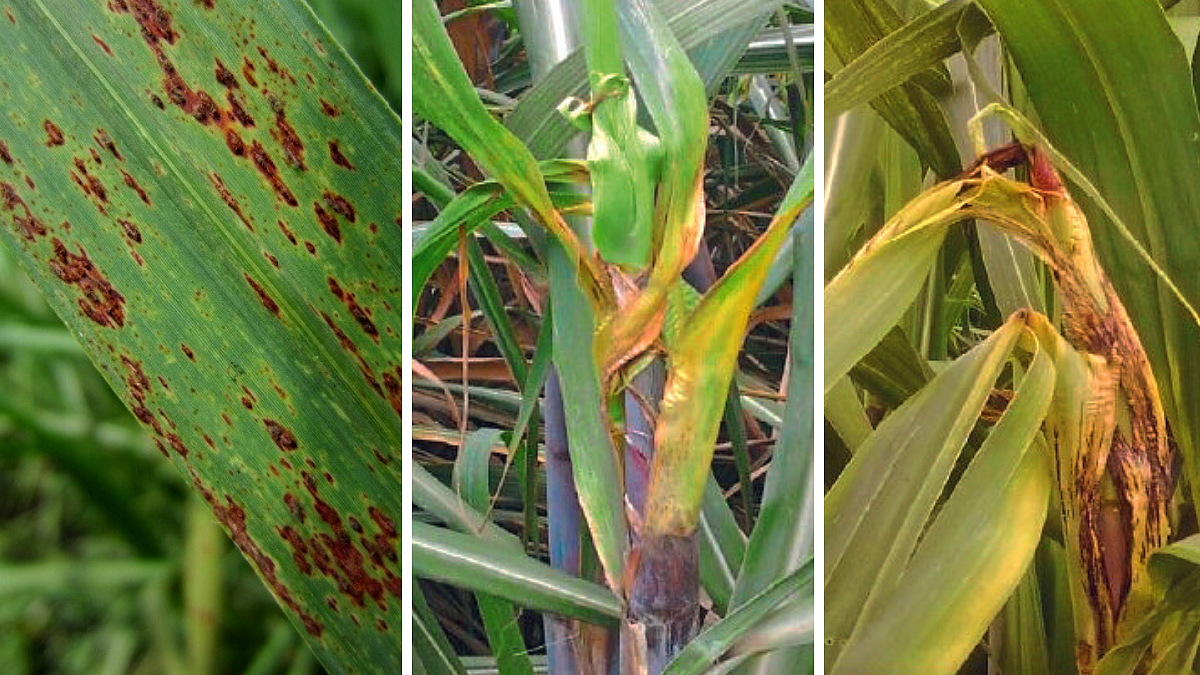 Sugarcane Disease