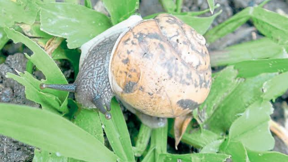 Snail Attack