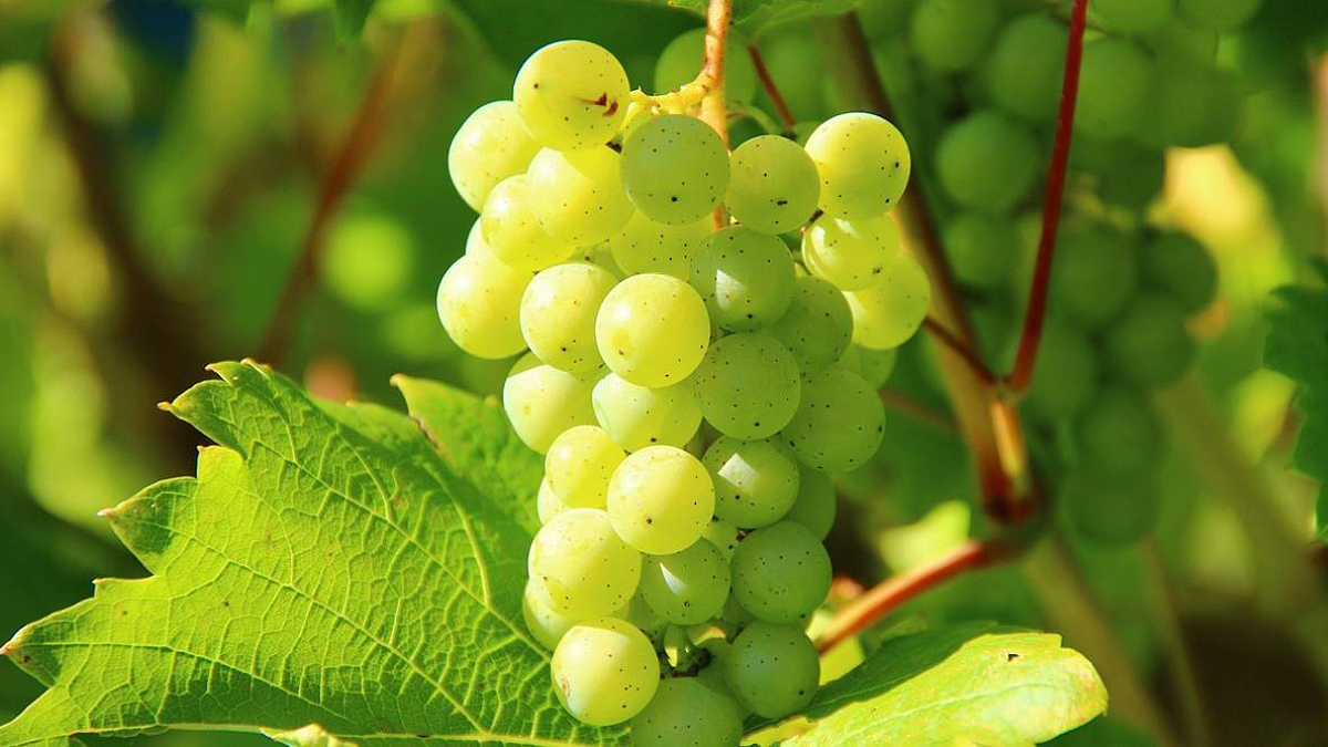 Grapes
