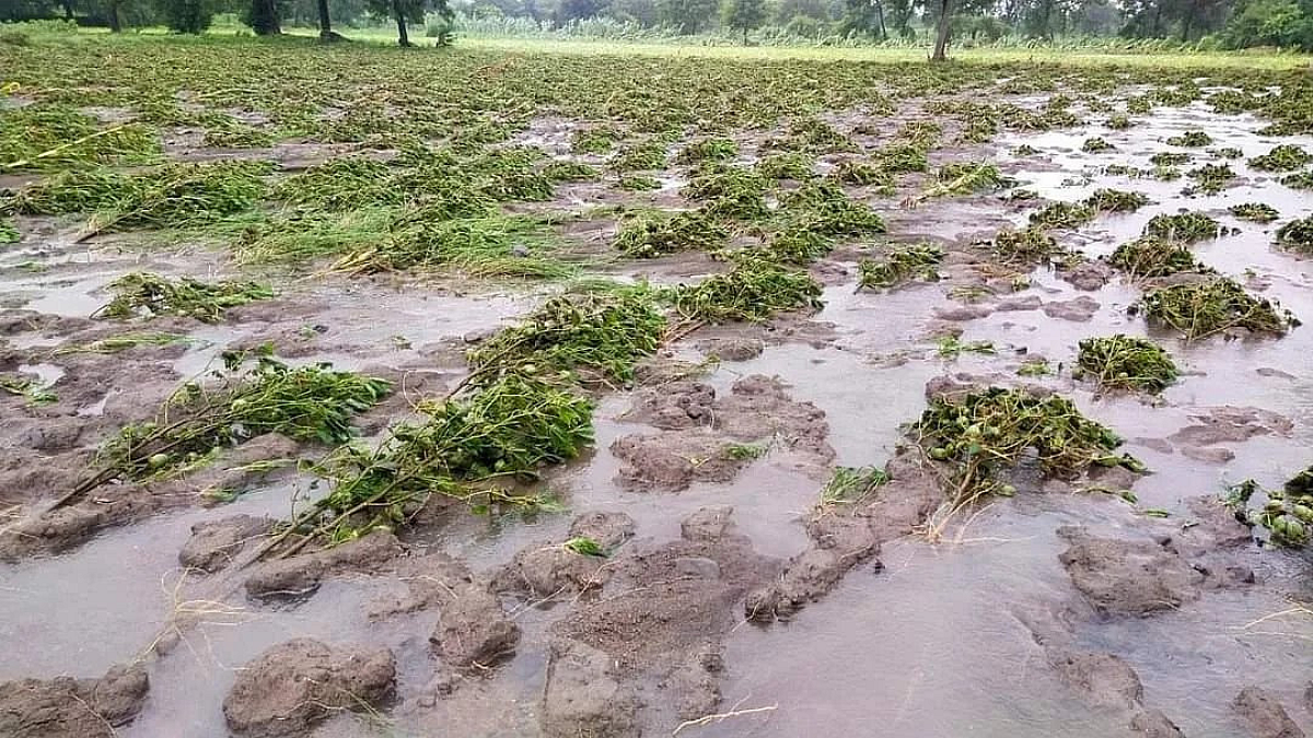 Crop Damage