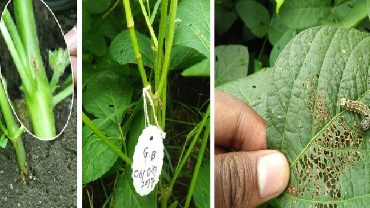 Soybean Crop Protection