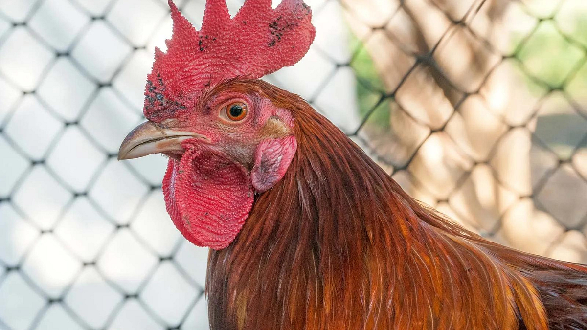 chicken Price