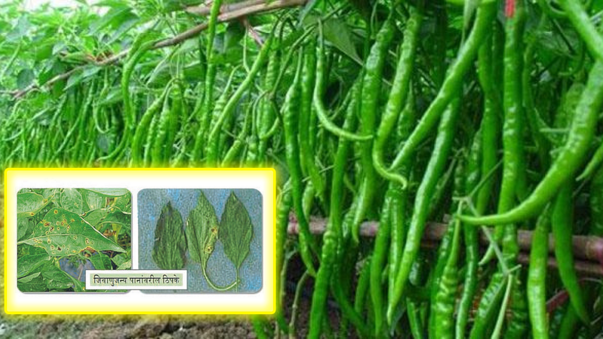 Green Chili