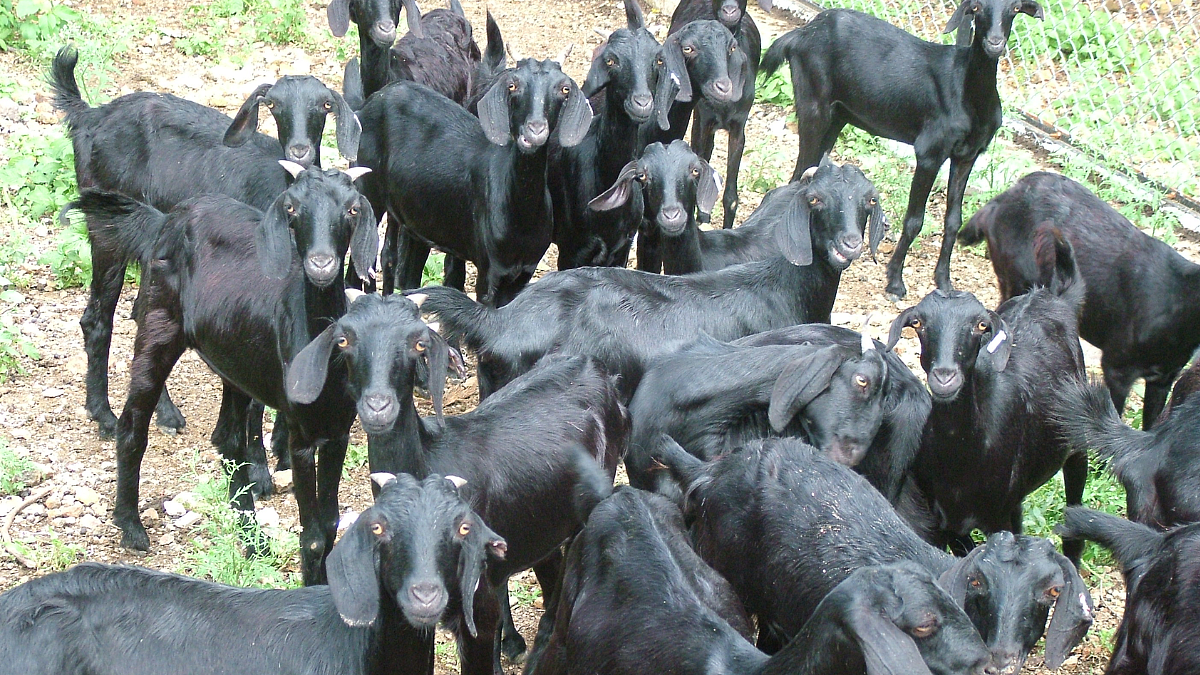 Goat Farming