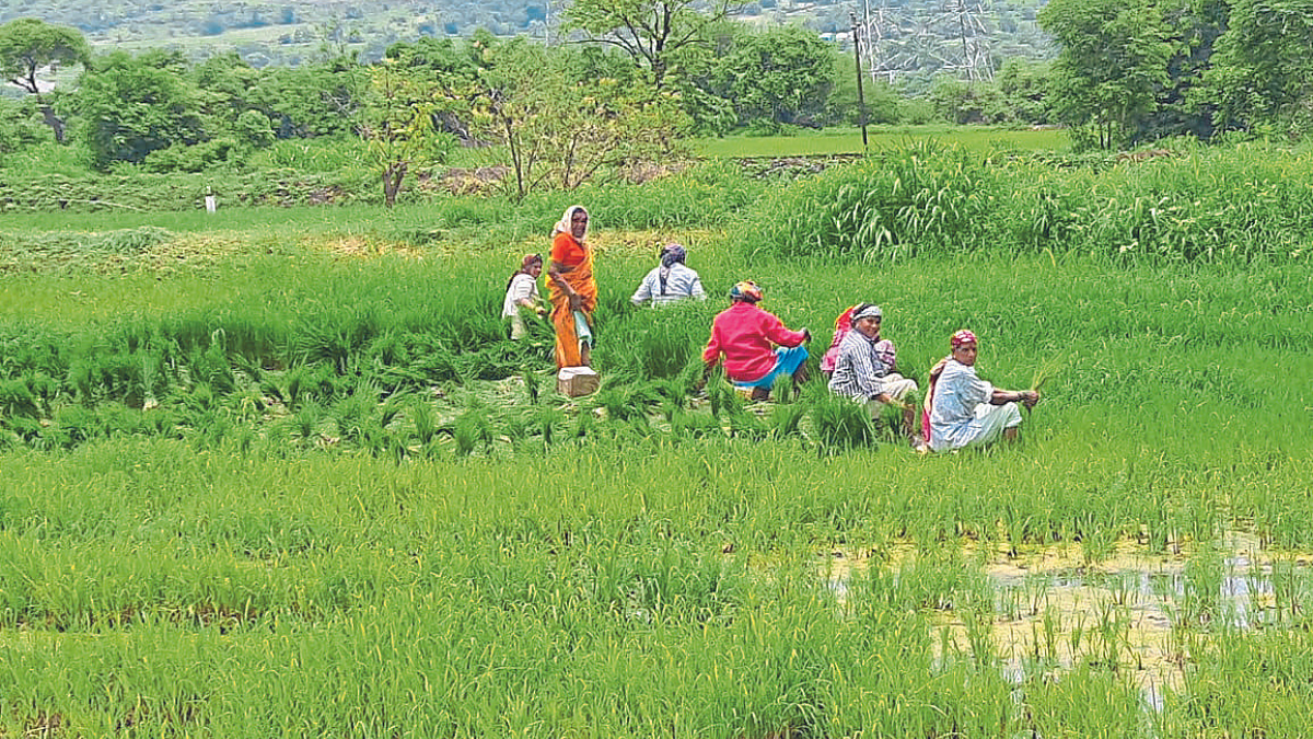 Rain : मुळशीत जोरदार पावसाची प्रतीक्षा