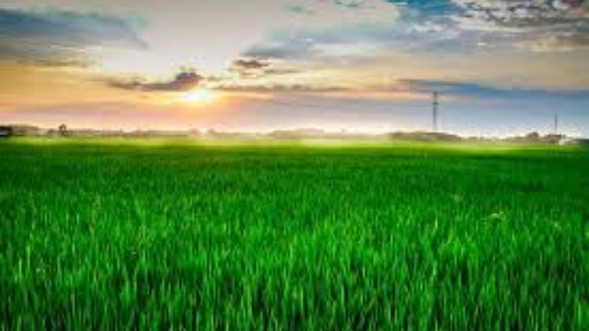 Agriculture Revolution