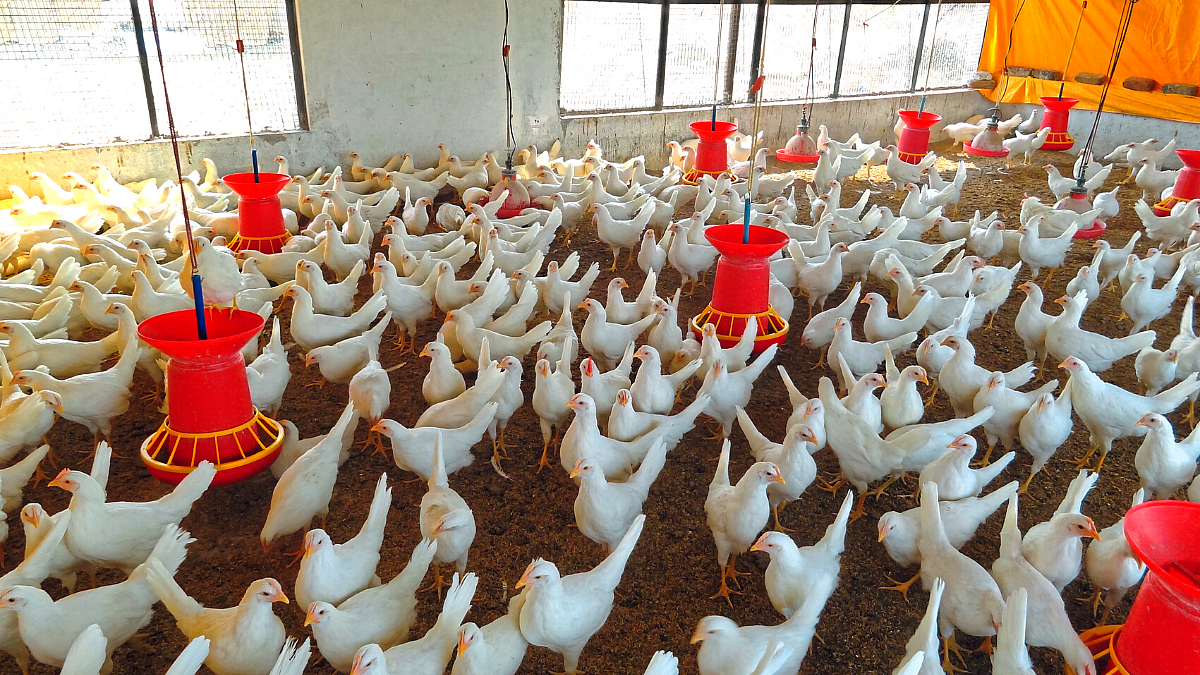 Poultry