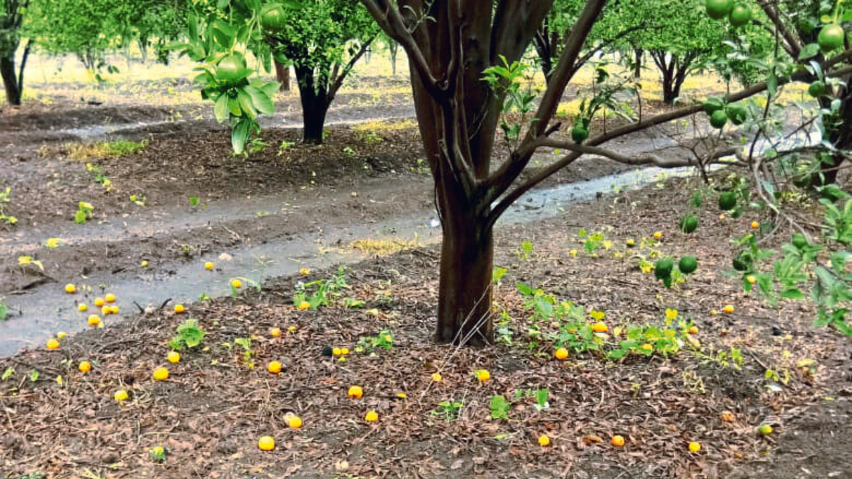 Orange