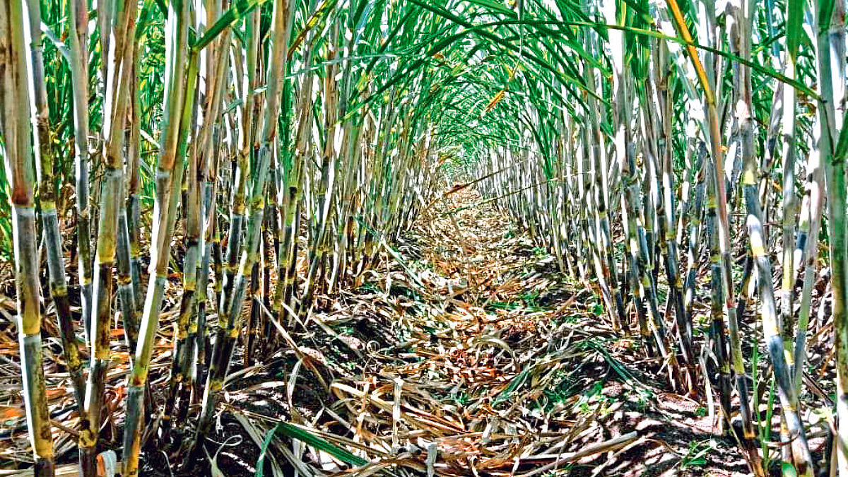 Sugarcane