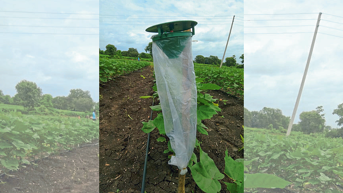 Crop Protection