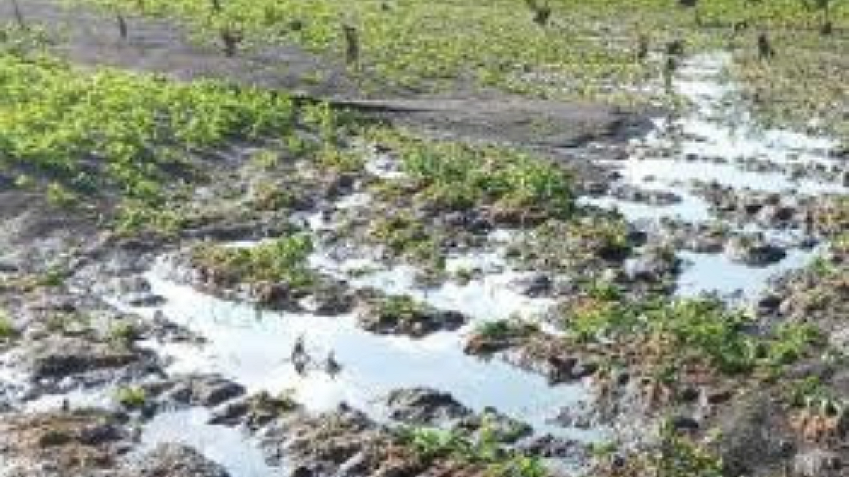 Crop Damage