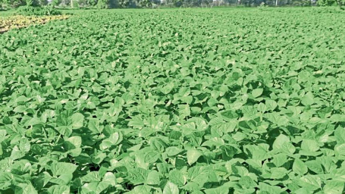 Crop Competition