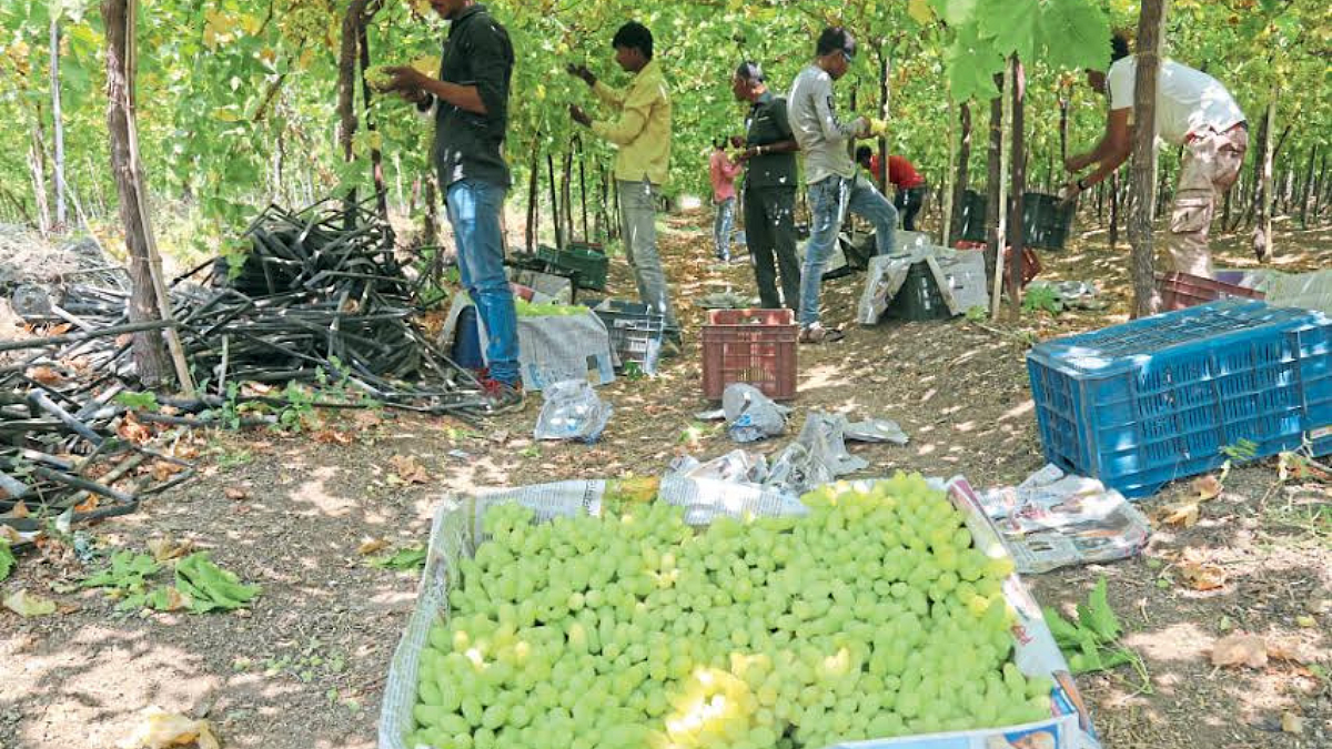 Grape Farming