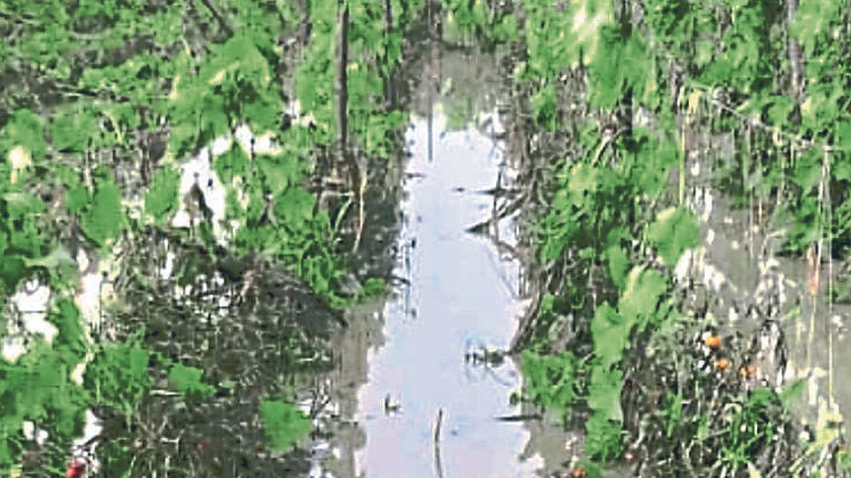 Crop Damage