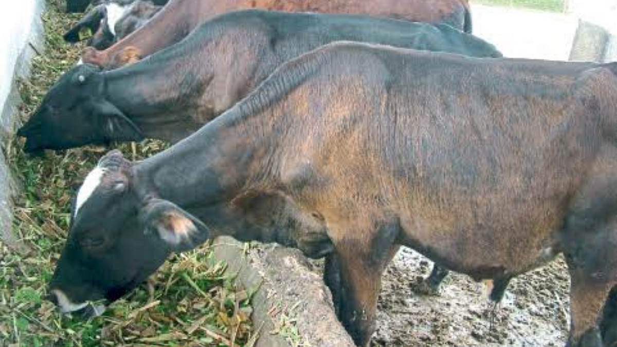 Animal Diet