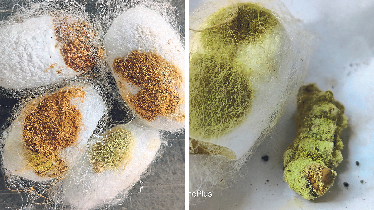 Silkworm Disease