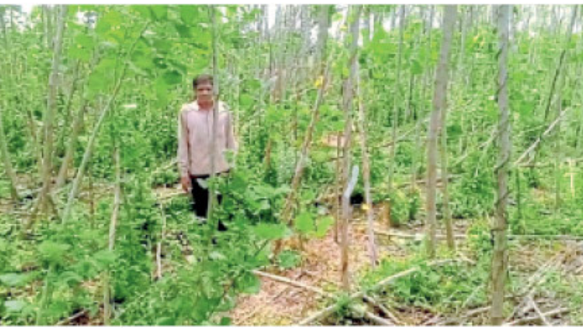 Crop Damage
