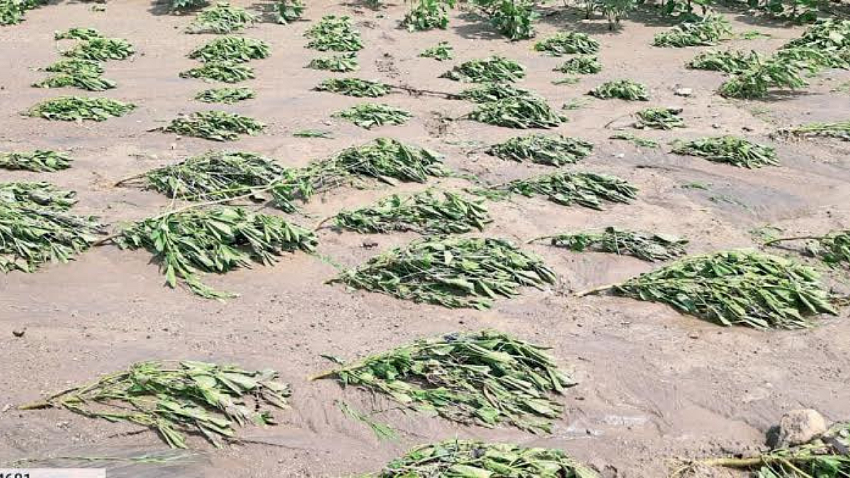 Crop Damage