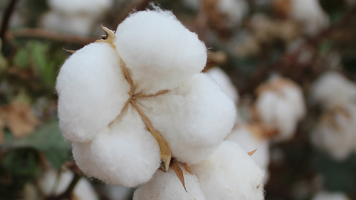 Cotton