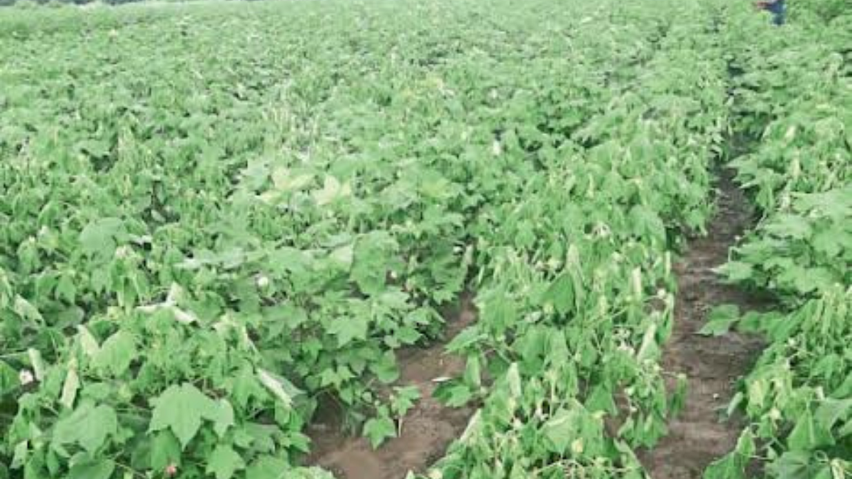 Cotton Crop Disease