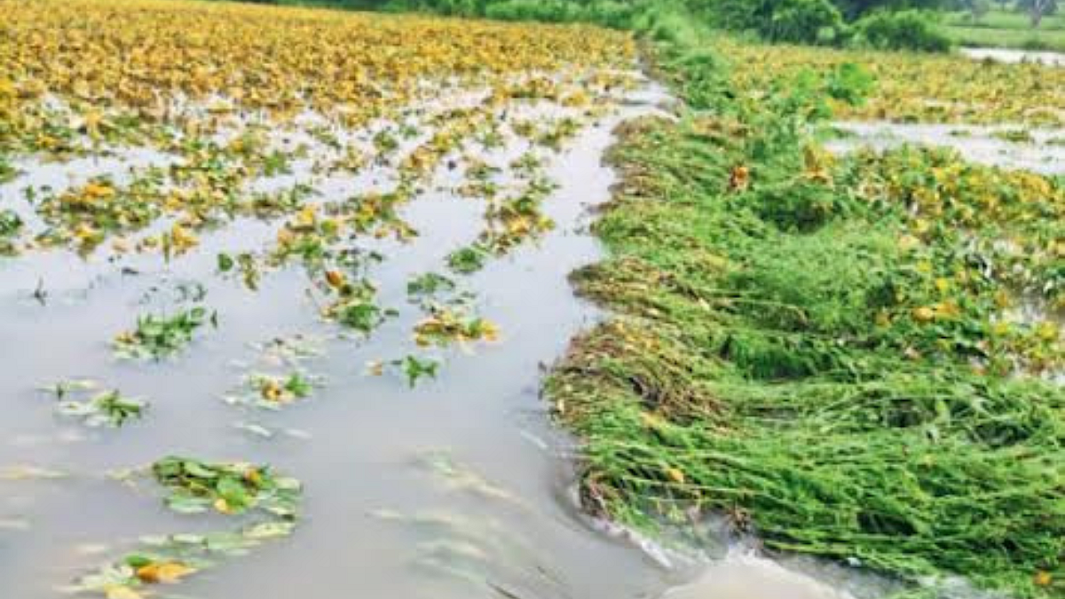Crop Damage