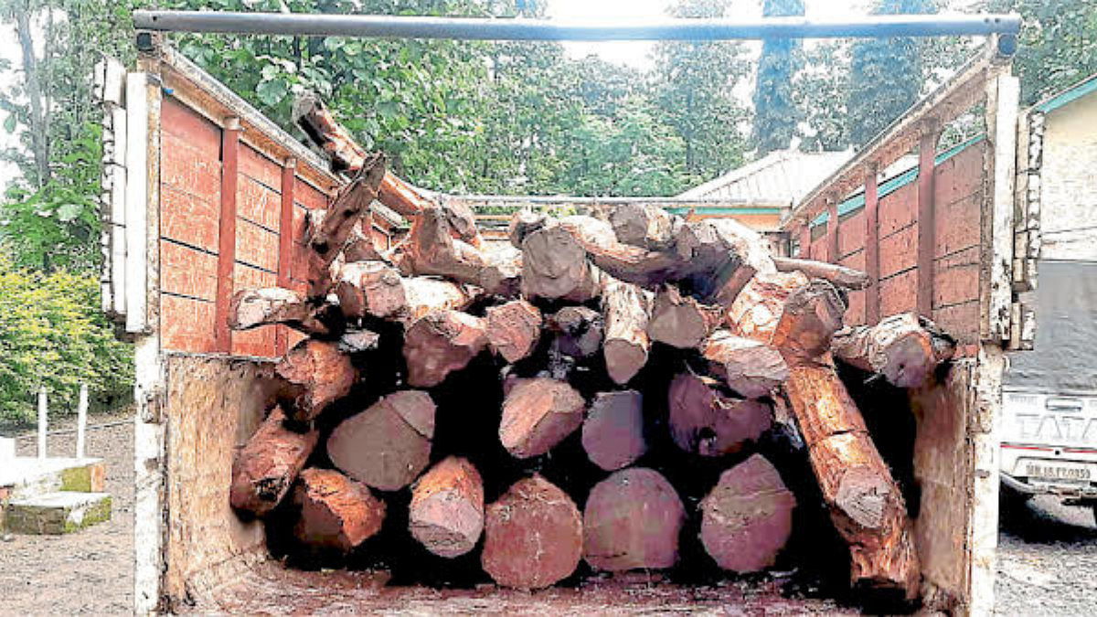 Wood Smuggling