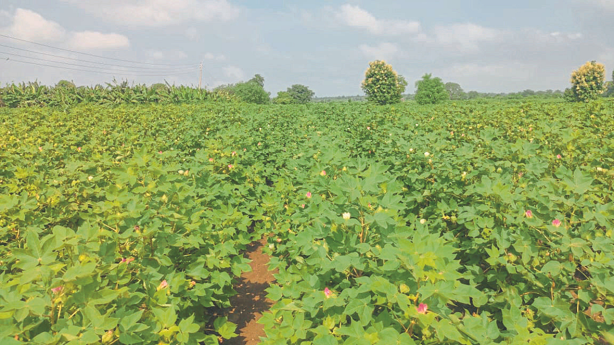 Cotton