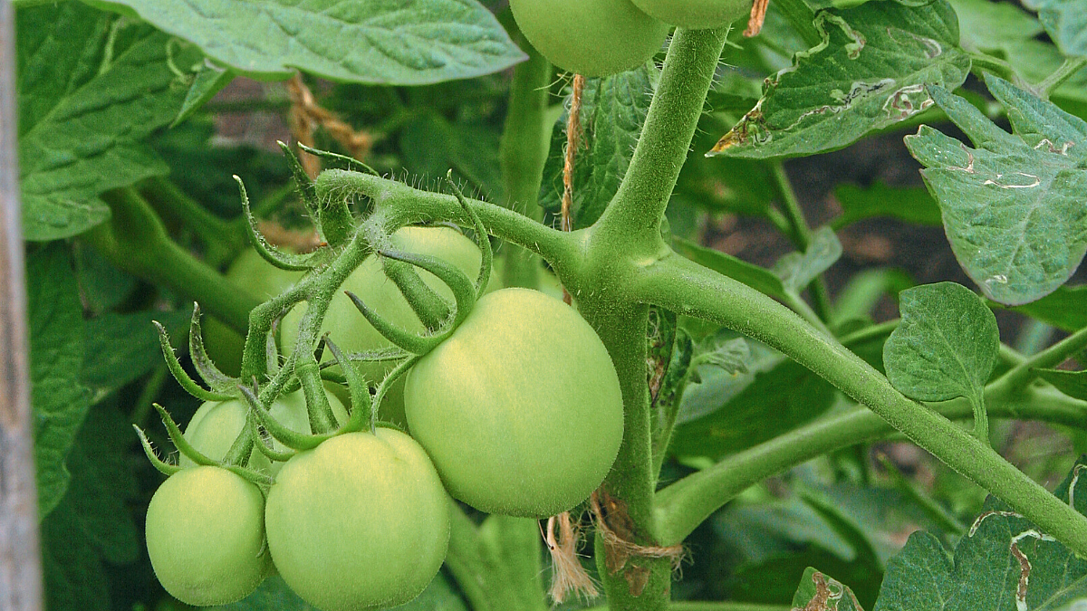 Chemical Fertilizer